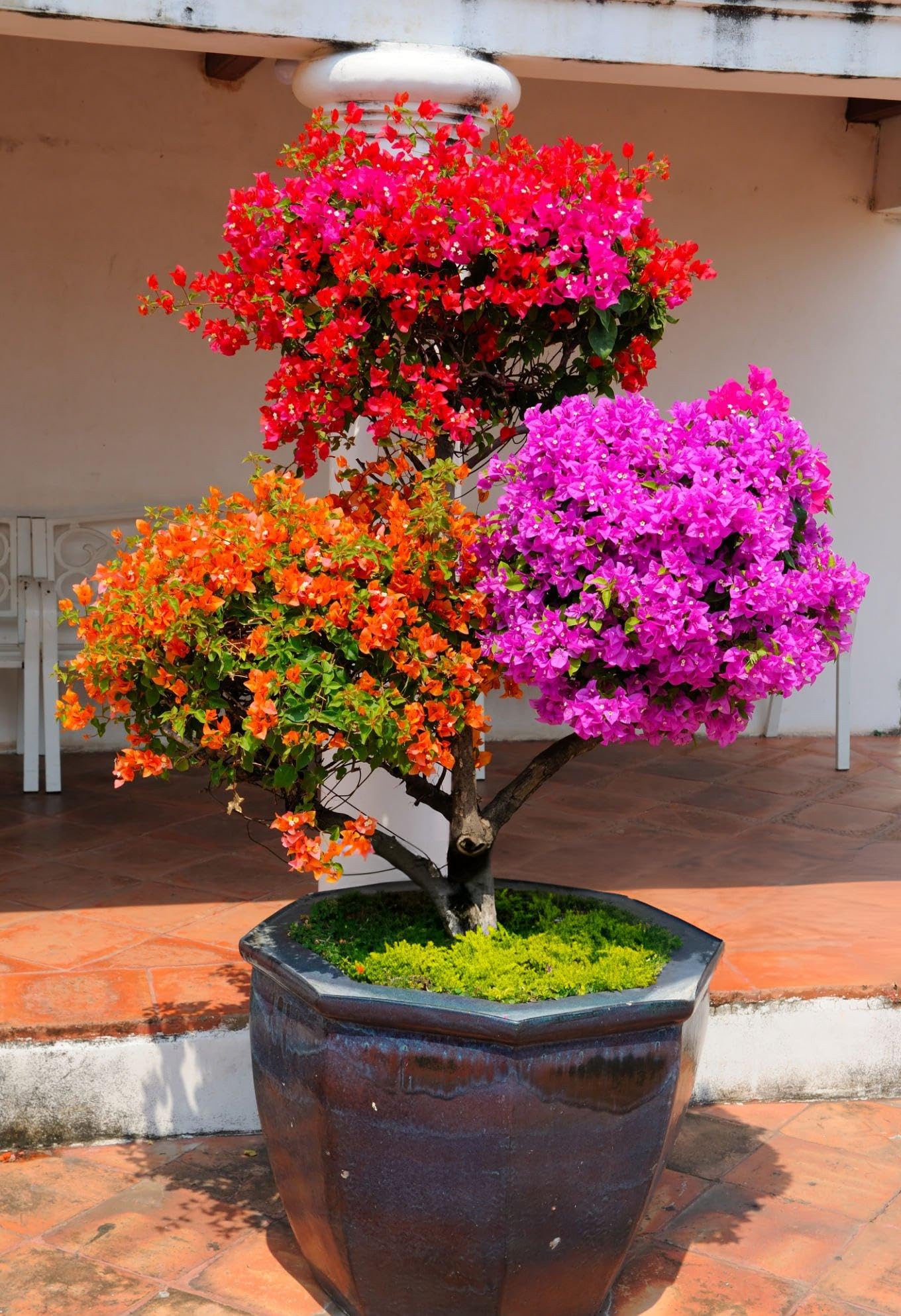 Bougainvillea spectabilis mix blumen for outdoors