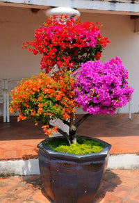 Bougainvillea spectabilis mix blumen for outdoors