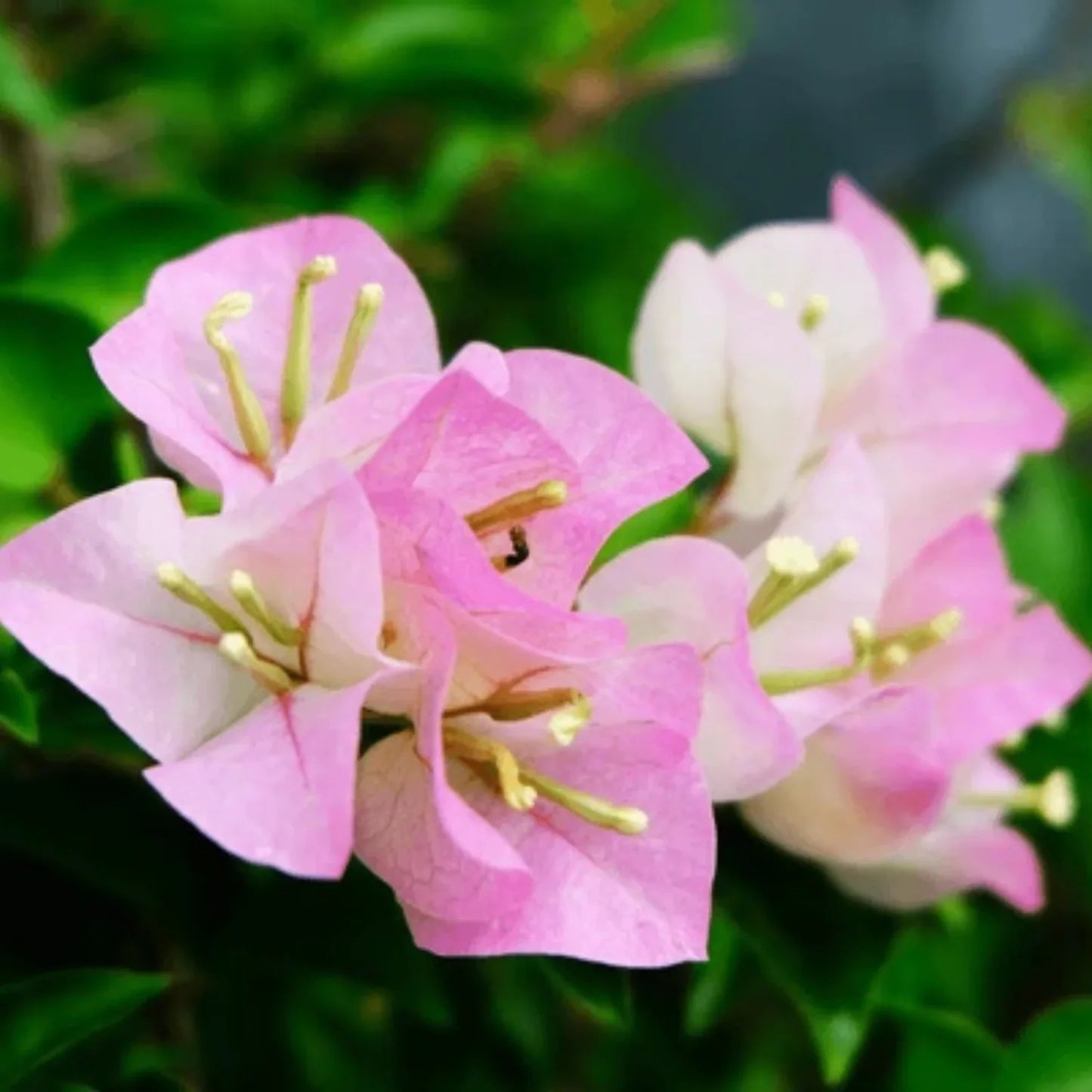 Drillingsblume Blumensamen – Rosa & Weiß für eine farbenfrohe Aussaat