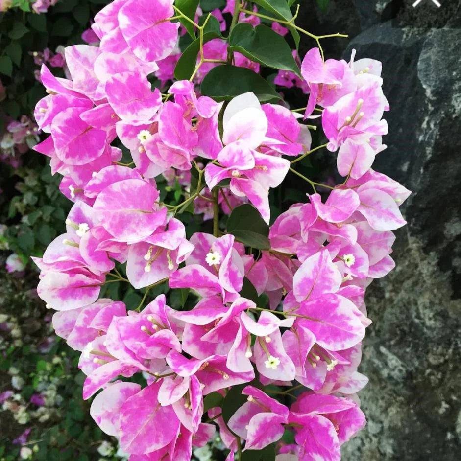 Light rosa bougainvillea samen for anpflanzung