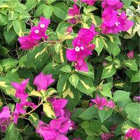 Rosa Drillingsblume Blumensamen zur Aussaat – Schnitt Blume beliebt – Traditionssorte & ohne Gentechnik Samen Hausgarten