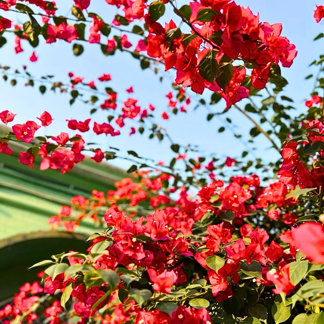 Kastanienrot Drillingsblume Blumensamen zur Aussaat – Halbschatten verträglich – Traditionssorte & ohne Gentechnik Samen Hausgarten