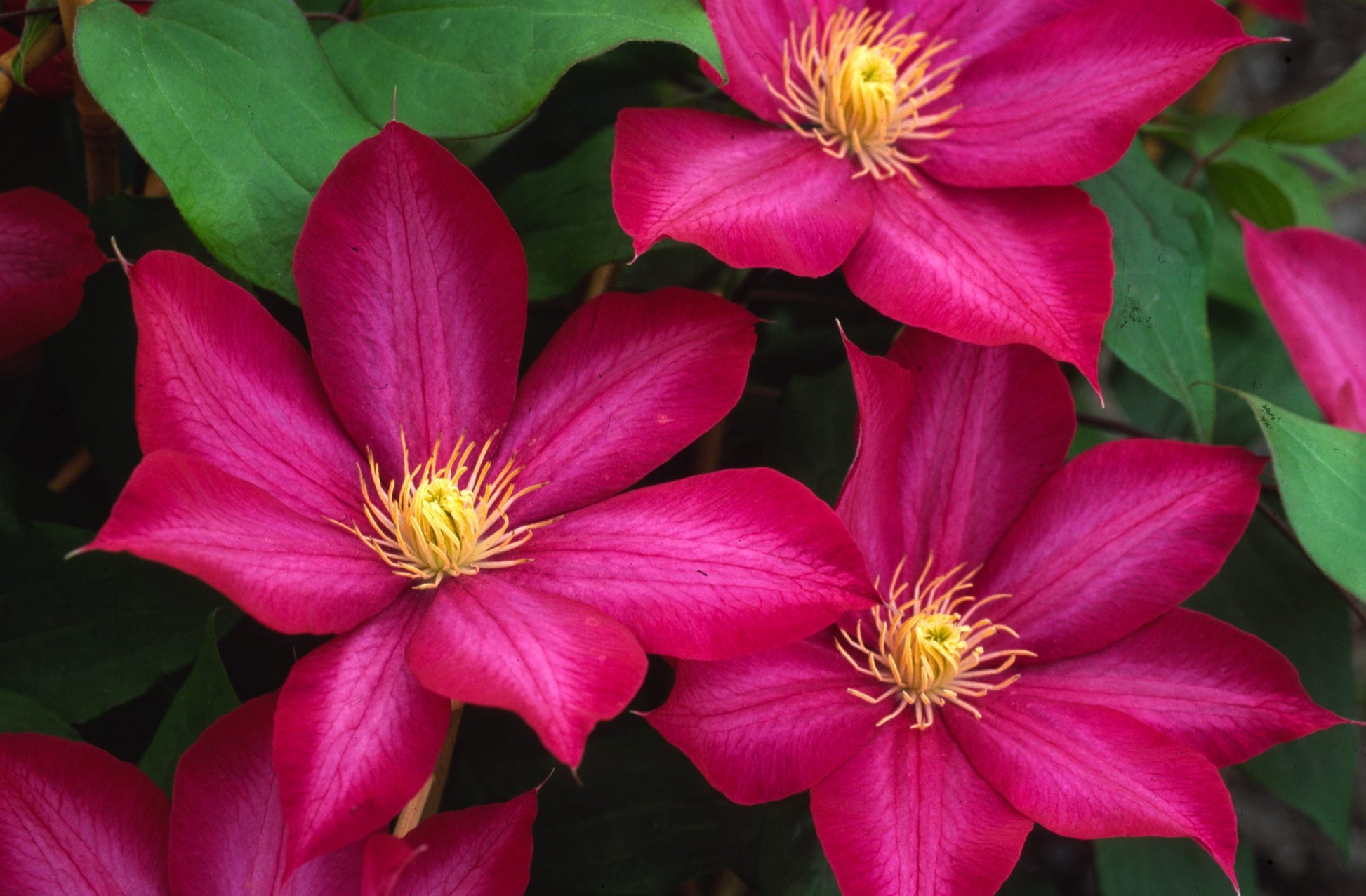 Rosa Gelb Waldrebe Blumensamen zur Aussaat – farbenfroh Schau – Traditionssorte & ohne Gentechnik Samen Hausgarten