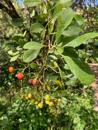 Lush grün foliage of bourreria cassinifolia