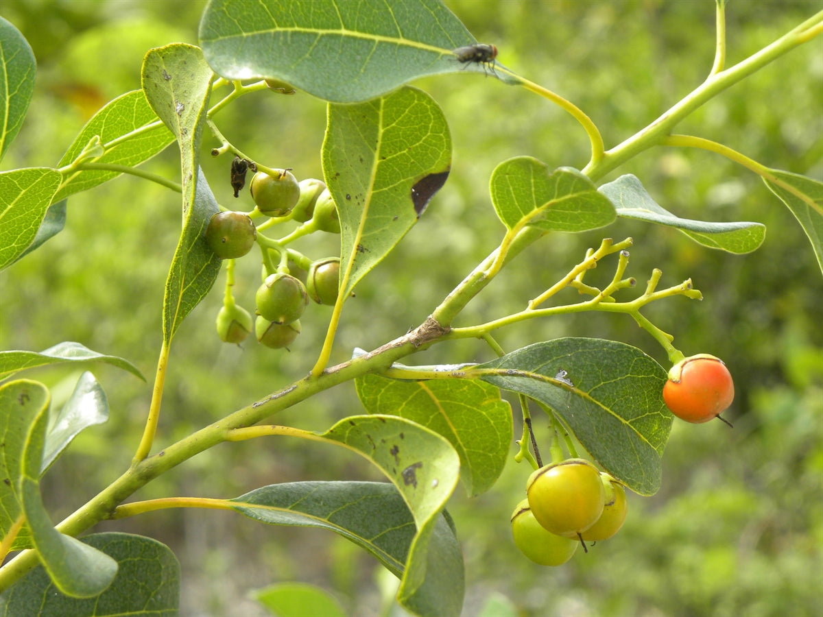 Non-gmo bourreria samen