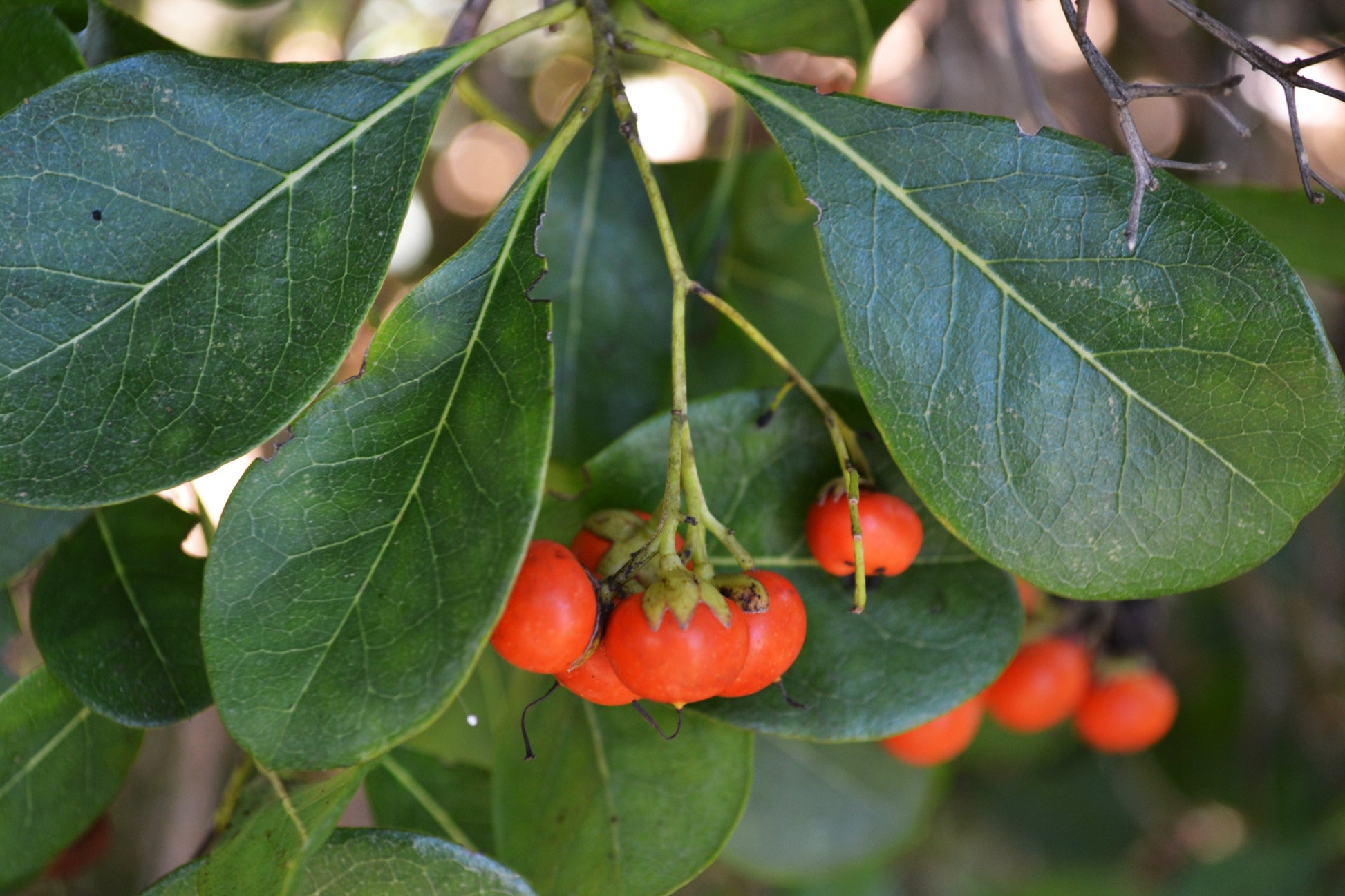 Ornamental bourreria cassinifolia shrub