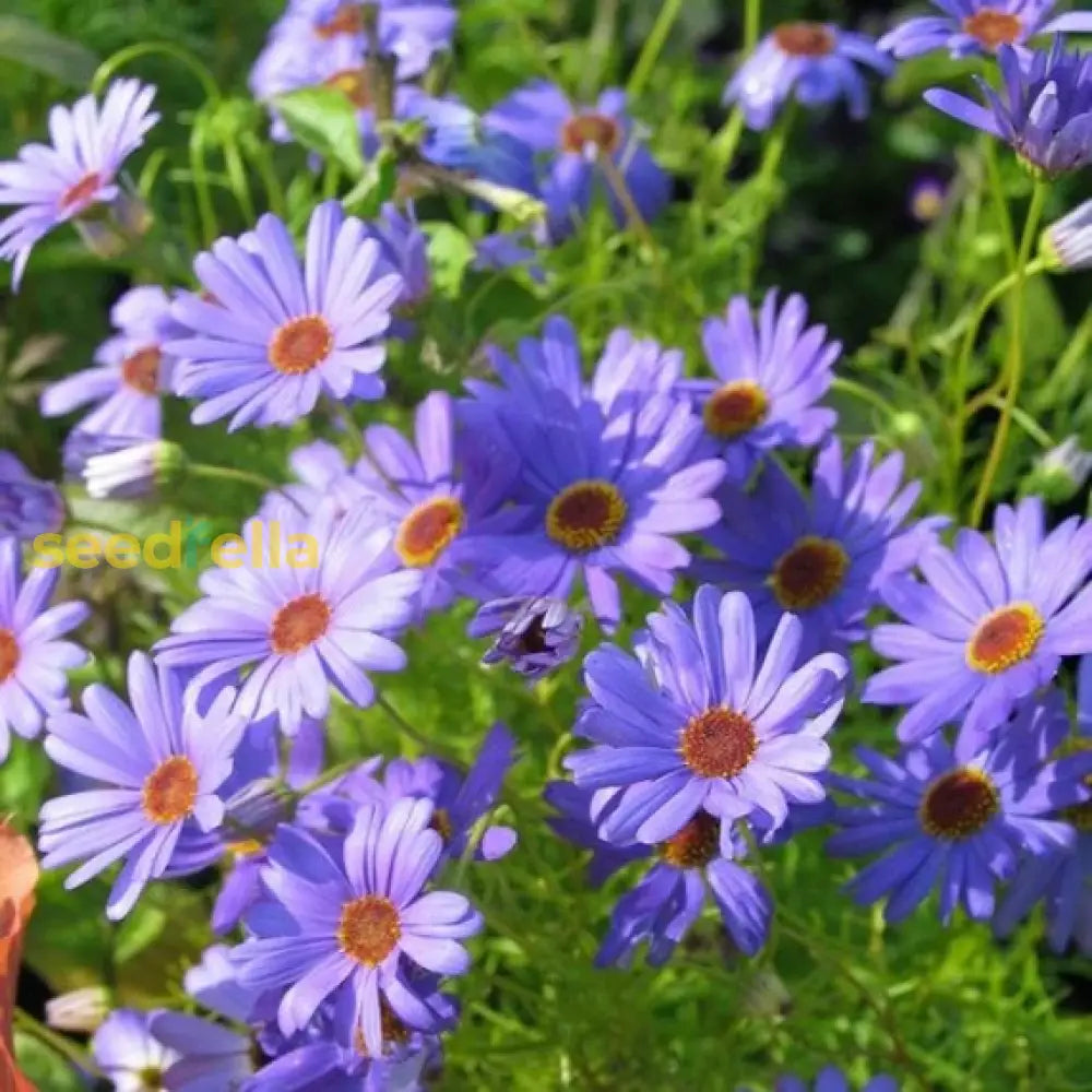 Blau brachycome flowering samen for gardens