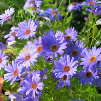 Blau brachycome flowering samen for gardens