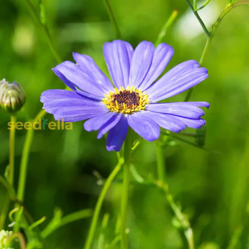 Non gmo blau brachycome samen