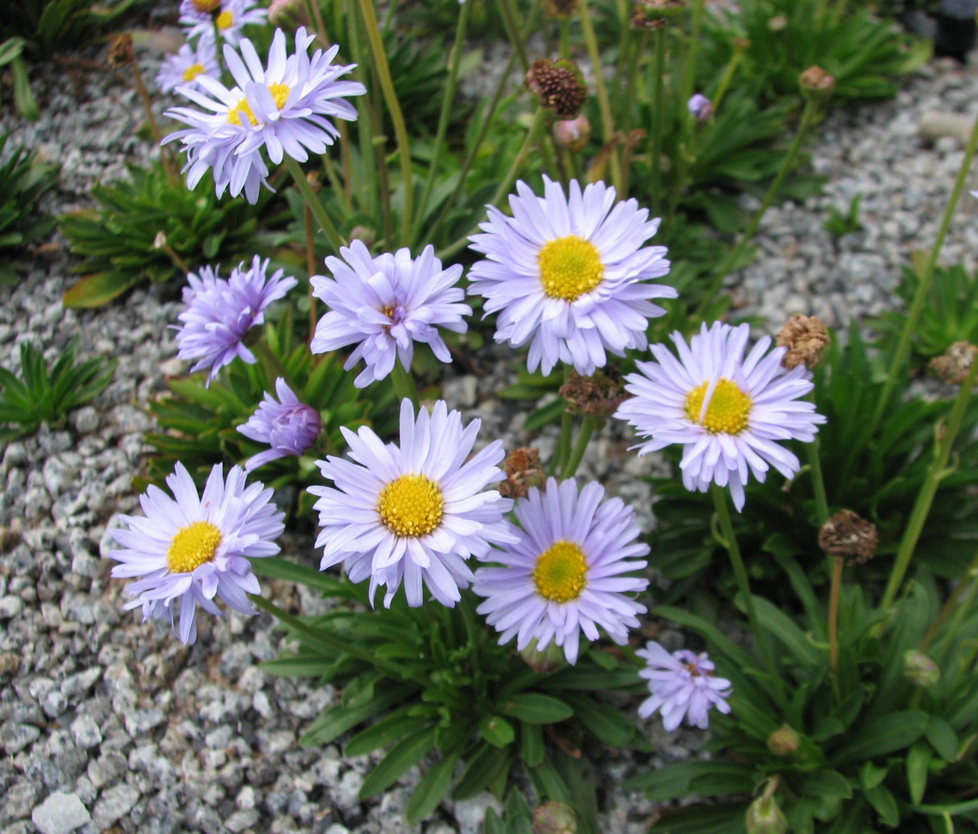 Brachyscome Blumensamen zur Aussaat leuchtend Blüten Traditionssorte & ohne Gentechnik Samen Hausgarten