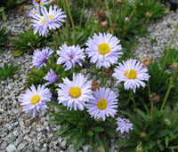 Brachyscome Blumensamen zur Aussaat leuchtend Blüten Traditionssorte & ohne Gentechnik Samen Hausgarten