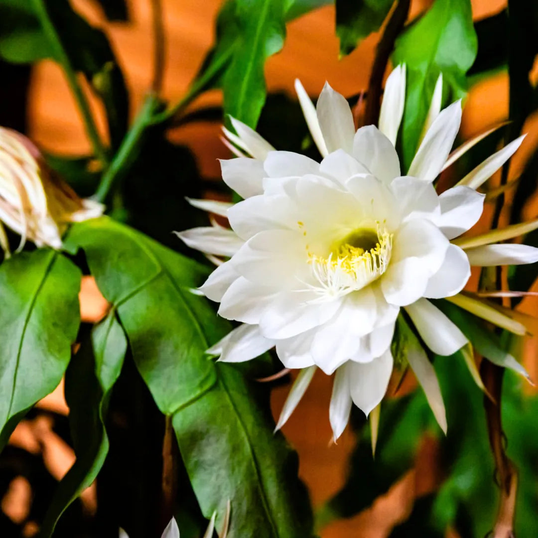 Weiß Epiphyllum Oxypetalum Blumensamen zur Aussaat Landhaus Garten wichtig Traditionssorte & ohne Gentechnik Samen Hausgarten