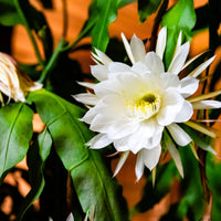 Weiß Epiphyllum Oxypetalum Blumensamen zur Aussaat Landhaus Garten wichtig Traditionssorte & ohne Gentechnik Samen Hausgarten