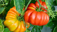 Giant Tomate Samen zum Pflanzen Solanum lycopersicum for vegetable patches and home gardens