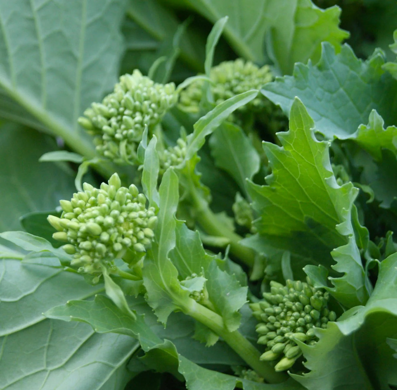 Green Turnip Samen zum Pflanzen
