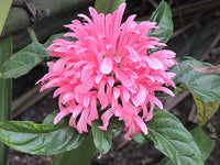 Flamingoblume Blumensamen zur Aussaat – Anzucht – Traditionssorte & ohne Gentechnik Samen Hausgarten
