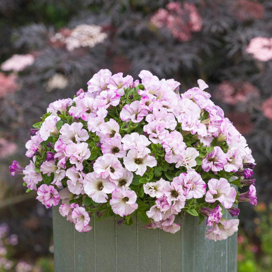 Blush Rosa Petunie Blumensamen zur Aussaat Halbschatten verträglich Traditionssorte & ohne Gentechnik Samen Hausgarten