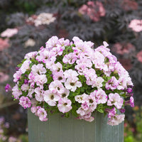 Blush Rosa Petunie Blumensamen zur Aussaat Halbschatten verträglich Traditionssorte & ohne Gentechnik Samen Hausgarten