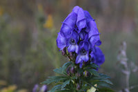 Blau Carmichaelii Blumensamen zur Aussaat – duftend Blüten – Traditionssorte & ohne Gentechnik Samen Hausgarten