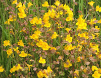 Bright gelb erythranthe pflanzen
