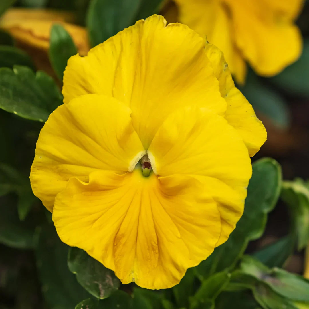 Non-gmo gelb swiss pansy samen
