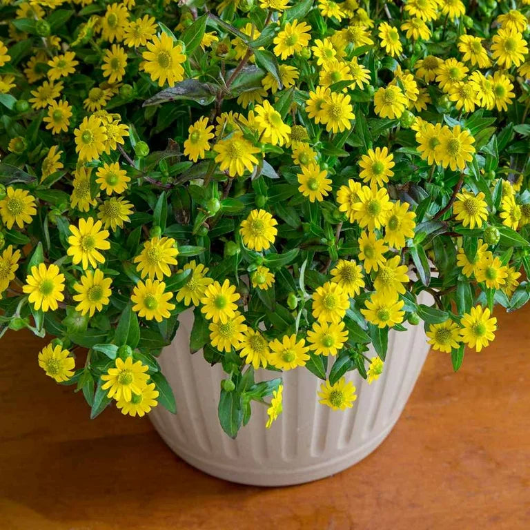 Bright gelb sanvitalia garten blooms