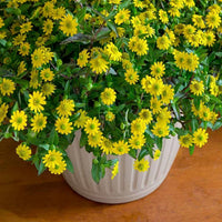 Bright gelb sanvitalia garten blooms