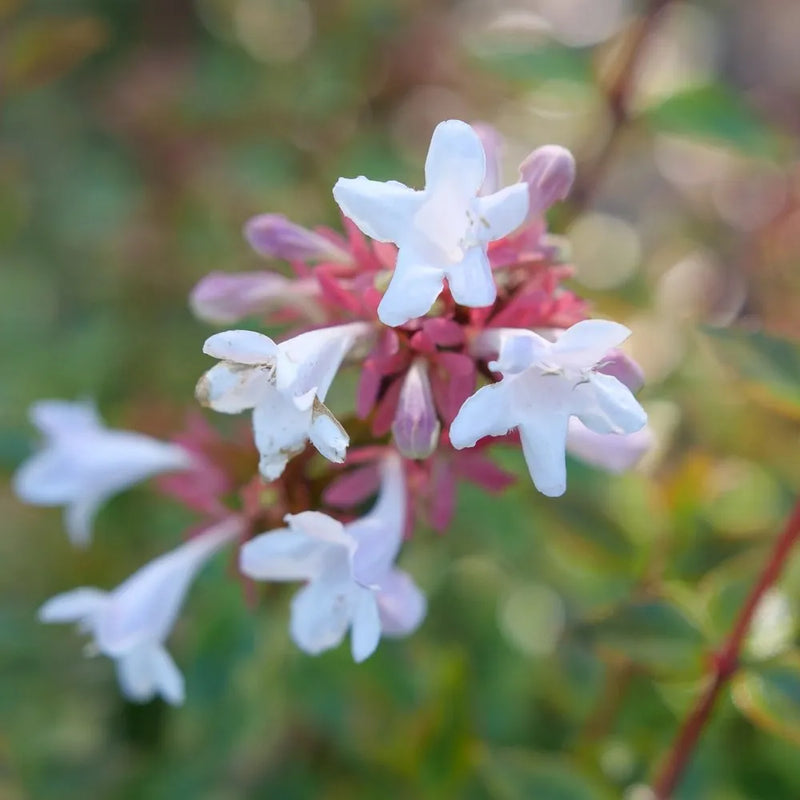 Multi-Colored Abelia Blumensamen zur Aussaat – sonnenliebend – Traditionssorte & ohne Gentechnik Samen Hausgarten