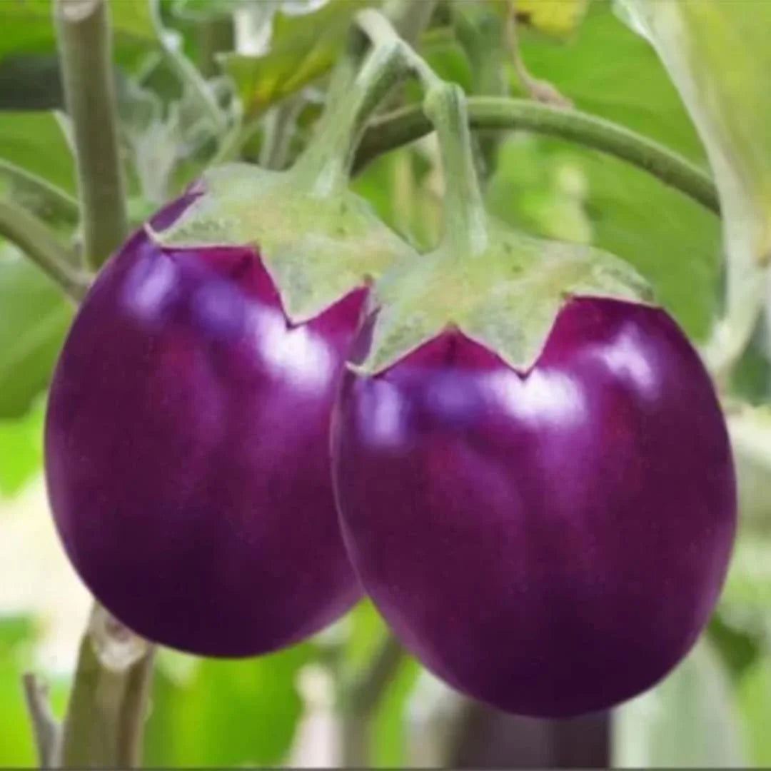 Brinjal Gemüse Samen zum Pflanzen