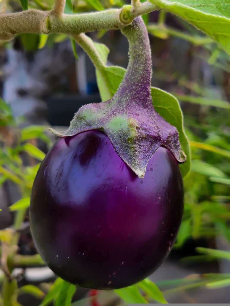 Brinjal Gemüse Samen zum Pflanzen