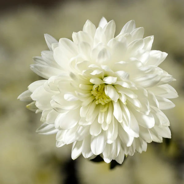 Weiß Chrysantheme Blumensamen zur Aussaat – Wildblume Mischung – Traditionssorte & ohne Gentechnik Samen Hausgarten