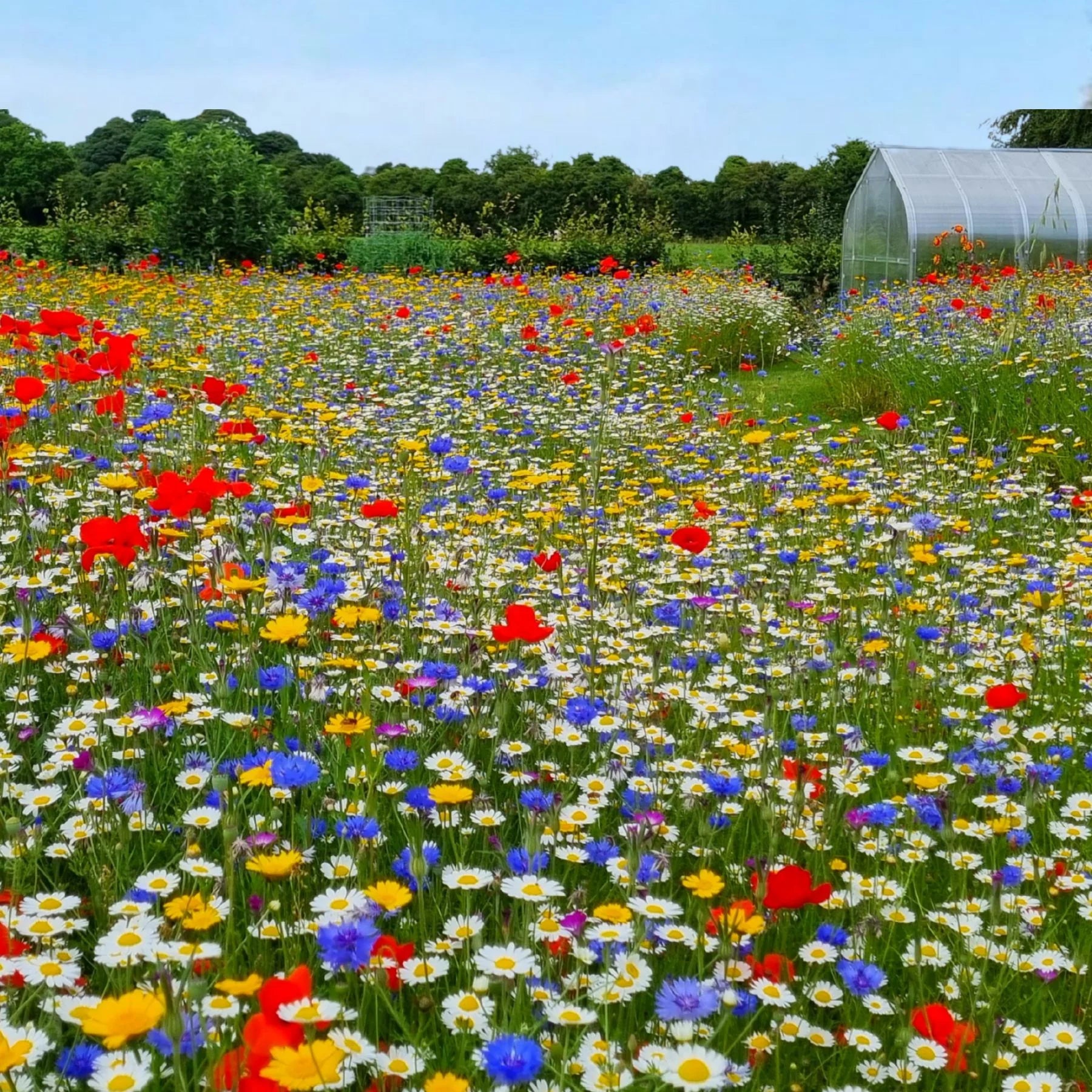 Bulk Blüten Blumensamen zur Aussaat