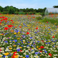 Bulk Blüten Blumensamen zur Aussaat