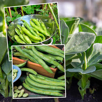 Green Aquadulce Bean Samen - Ideal zum Pflanzen