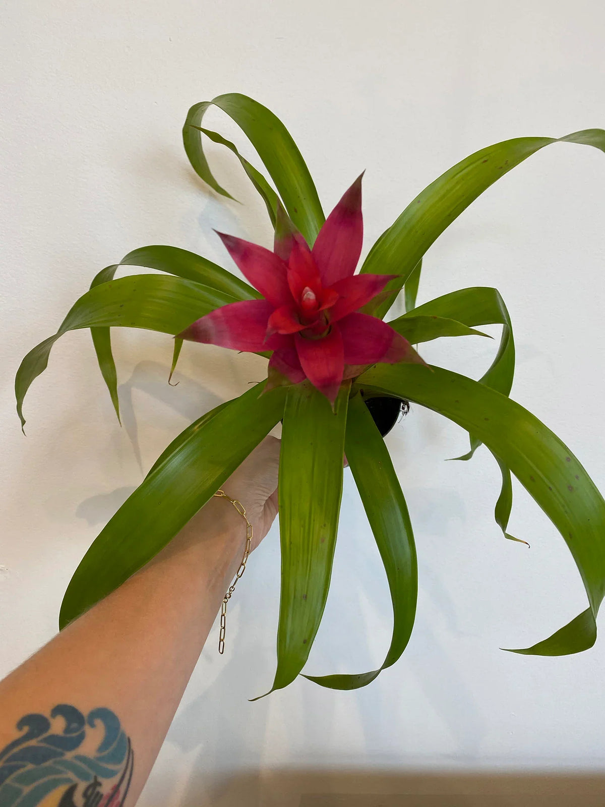 Burgundy (burgundy bromeliad) samen for anpflanzung in home garten
