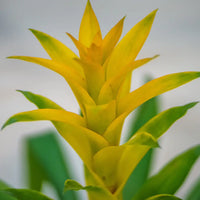 Gelb Bromeliad Tillandsia Blumensamen zur Aussaat – Schnitt Blume beliebt – Traditionssorte & ohne Gentechnik Samen Hausgarten