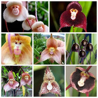 Braun monkey orchid indoor potted pflanze