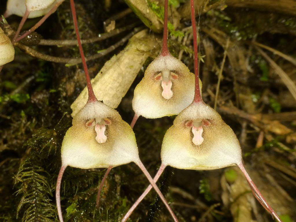 Non gmo braun monkey orchid samen