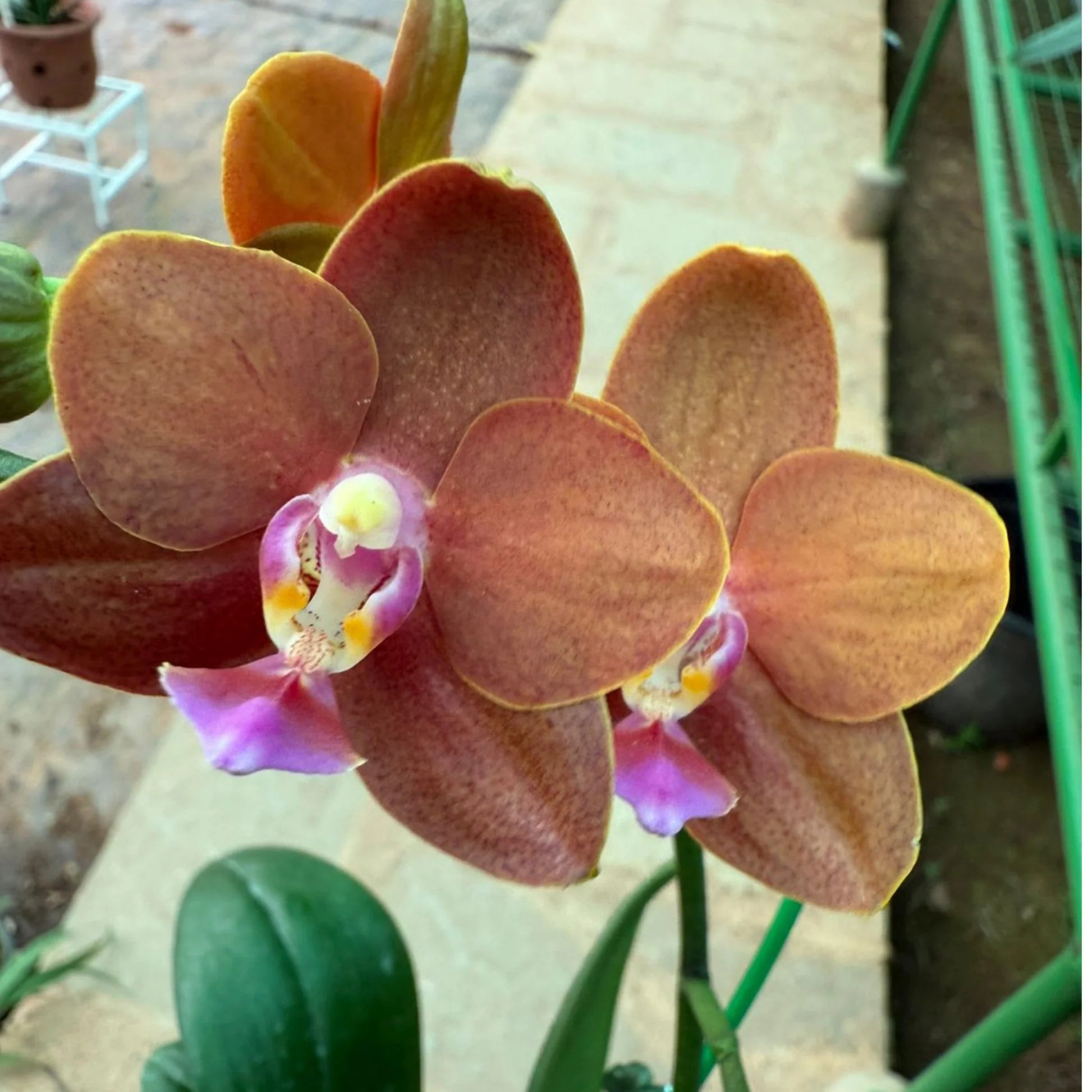 Braune Orchidee Blumensamen zur Aussaat