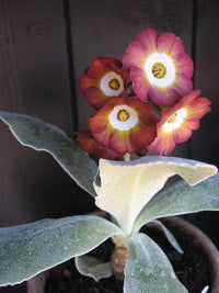 Non-gmo braun primula auricula samen