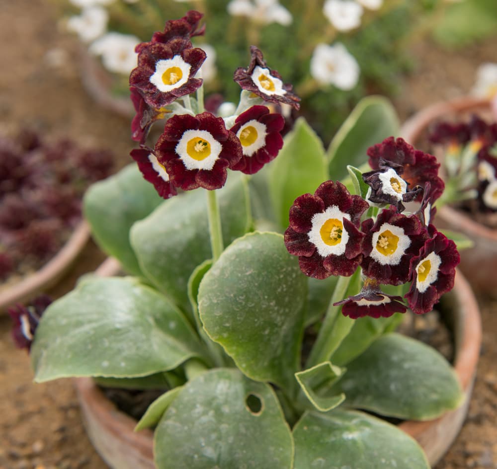Ornamental primula auricula pflanze with braun blumen