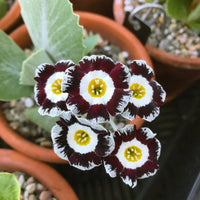 Braun primula auricula pflanze wachsend in topf