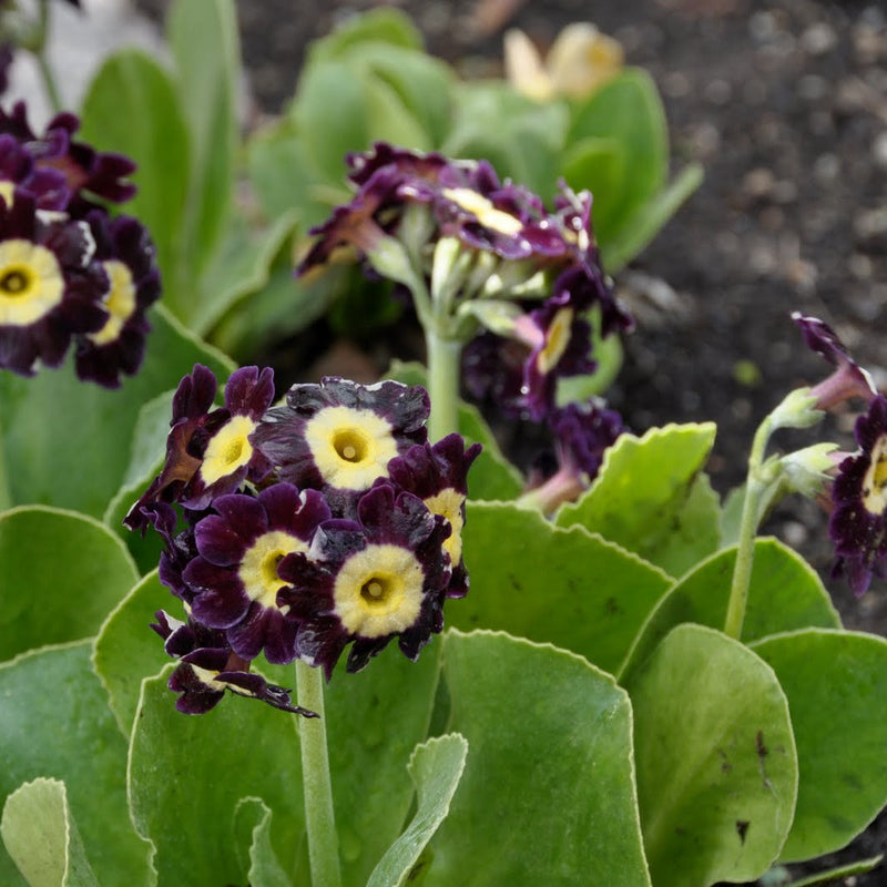 Braun primula auricula blume samen for anpflanzung