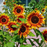 Braun sunflower bloom samen for home gardens
