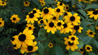 Sonnenhut Triloba Samen zur Aussaat leuchtend Blumensamen für Ihren Garten