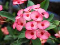 Crown Thorn Blumensamen einfache Aussaat leuchtend Blüten