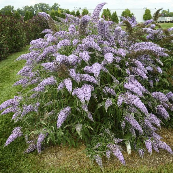 Ornamental buddleia davidii flowering shrub