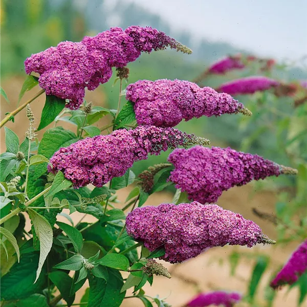 Sommerflieder Davidii Blumensamen zur Aussaat Anzucht Traditionssorte & ohne Gentechnik Samen Hausgarten