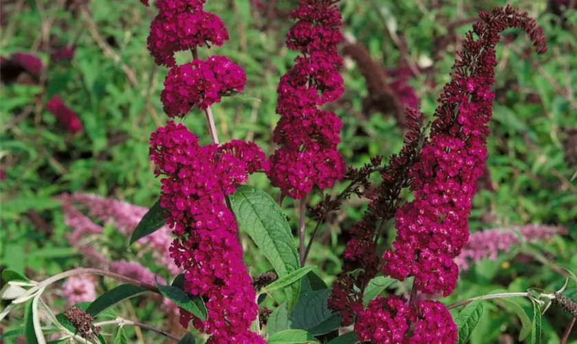 dunkel Rosa Sommerflieder Schmetterling Strauch Blumensamen zur Aussaat – lang Blüte Saison – Traditionssorte & ohne Gentechnik Samen Hausgarten