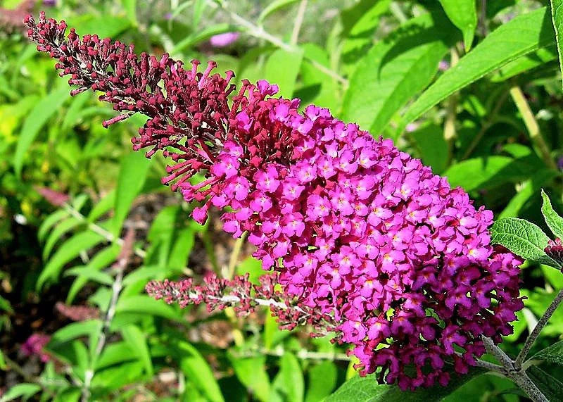 Buddleja davidii butterfly bush blumen